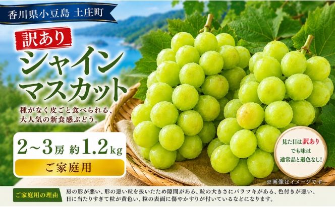 訳あり シャインマスカット  2～3房 約1.2kg マスカット フルーツ 果物 香川県 土庄町