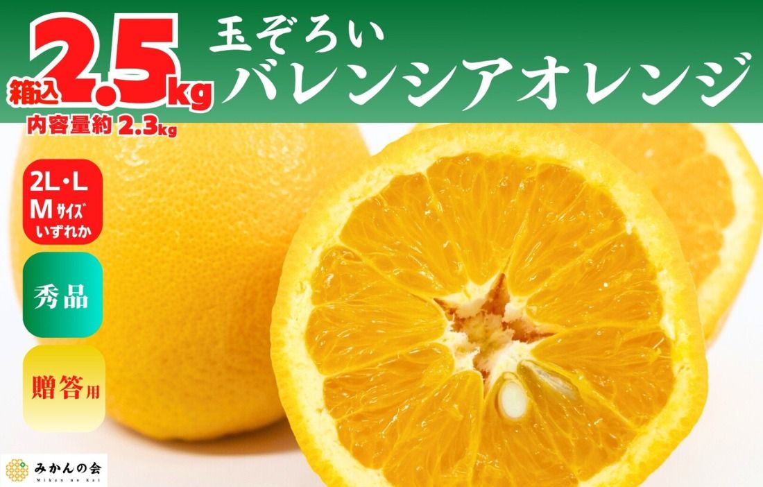 [お中元]バレンシアオレンジ 国産 玉ぞろい 秀品 箱込 約2.5kg (内容量 2.3kg ) 2L L M サイズのいずれか 和歌山県産 産地直送 みかんの会 [7月上旬〜8月上旬に順次発送] AX406-02