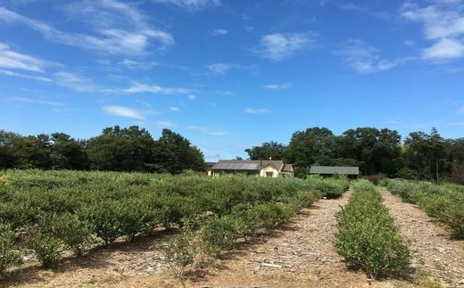 【先行予約30セット限定】大粒完熟ブルーベリー2種セレクト食べ比べセット ※2026年7月～8月中旬頃次発送予定 ※離島への配送不可