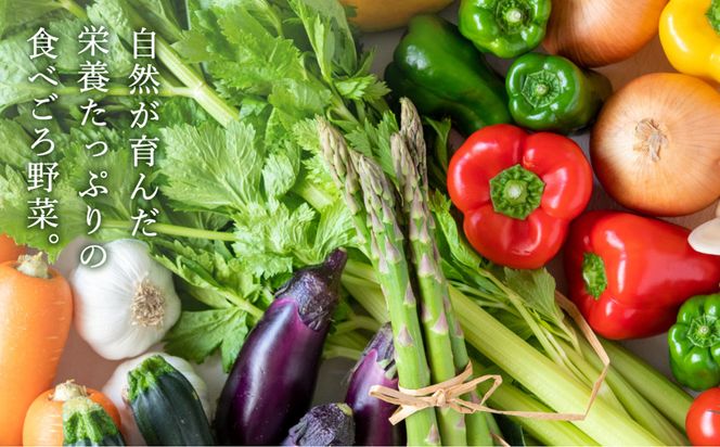 「高原の畑から直送」神鍋高原 季節の新鮮お野菜 詰め合わせセット 充実の5～10品｜ベジタブル＆フルーツアドバイザーがセレクト【兵庫県北部豊岡市にある「道の駅神鍋高原」からお届けします】