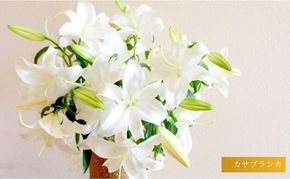 カサブランカ(規格外品)10本束(5本束×2) 花 お花 規格外 花束 切り花 新潟県 十日町市