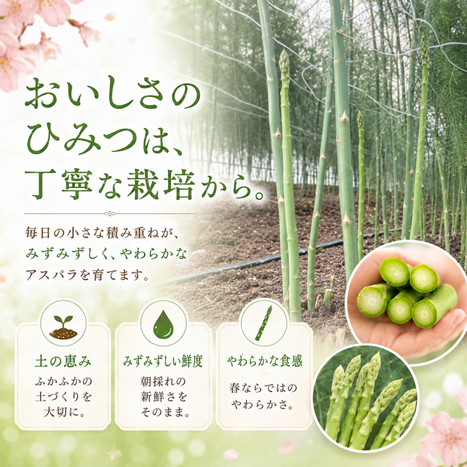 【先行予約】春限定 ひとめぼれアスパラガス 1kg 4色 食べ比べ グリーン パープル ピンク ホワイト 産地直送 農家直送 野菜 新鮮 旬 アスパラ 春野菜 サラダ カラフル バーベキュー BBQ おすそ分け ファミリー 大容量 ギフト 送料無料