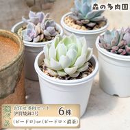 【伊賀焼の鉢がセット】色づきの美しい多肉植物・お任せ多肉セット（6株）・伊賀焼　スリット入りオリジナル陶器鉢 3号 1セット 多肉植物 多肉 植物 家庭菜園 初心者 簡単 伊賀焼 陶器鉢 美しい 色鮮やか 三重県 名張市