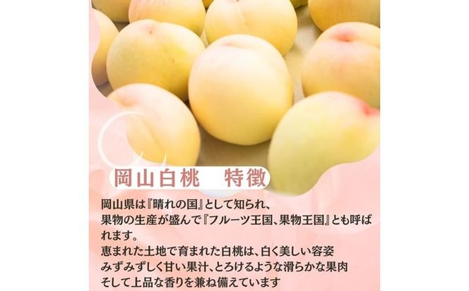 2026年先行予約 岡山県産 白桃 岡山白桃1.5kg箱 5～6玉 桃 果物 もも フレッシュ ハレノフルーツ [№5735-3498]
