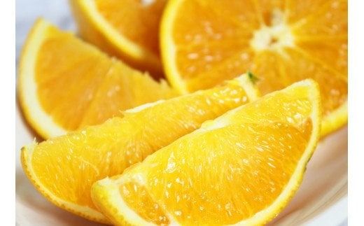 【国産　訳あり】希少　バレンシアオレンジ　7kg【ご家庭用】　※2026年6月下旬頃～7月上旬頃 順次発送予定【uot712】