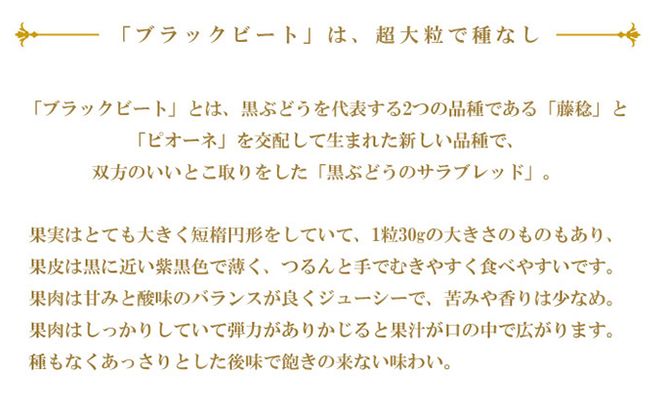 ぶどう 2026年 先行予約 ブラックビート 約2kg 3～6房 ブドウ 葡萄  岡山県産 国産 フルーツ 果物 ギフト 岡山のぶどう 岡山の果物 デザート 食後 種無し 大粒 甘味 酸味 バランス 