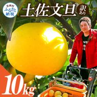 【CF-R7hbk】【先行予約】ワケあり土佐文旦(※シミ・キズあり) 10kg・ サイズおまかせ 産地直送 フルーツ 果物 在庫限り