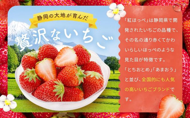 【2027年発送！先行予約】大きめいちご「紅ほっぺ」280g×2パック 222232_DD004
