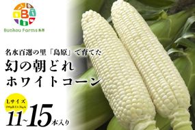 BE277 【令和8年度出荷分】6月中旬から出荷！ 幻の朝どれ ホワイトコーン L以上×11～15本セット 4.5kg ～名水百選の里 島原産～