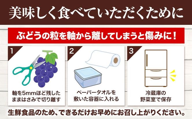 【先行予約】 岡山県産 選べる つる付きニューピオーネ 1房 680g以上 2房 540g以上 3房 540g以上 ハウス栽培 有限会社ホーティカルチャー神島《7月中旬-8月下旬頃出荷》 岡山県 笠岡市 葡萄 果物 厳選出荷 フルーツ 種なしぶどう 【配送不可地域あり】---H-74---