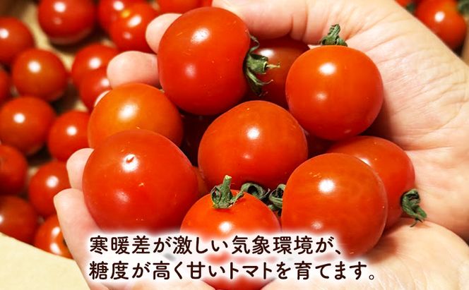 【2026年夏発送】完熟 富良野 ミニトマト 約1kg 野菜 トマト 新鮮 直送 朝採り北海道