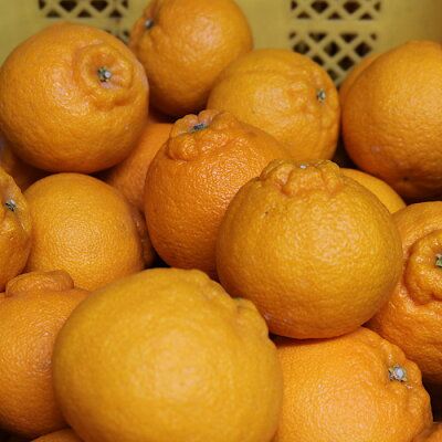 ZE6108n_有田の不知火(しらぬひ) 【訳あり　家庭用】7.5kg 小玉（ S～Lサイズ混合）まごころ手選別