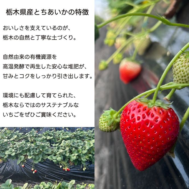 【先行予約】【3回定期便】栃木県産 とちあいか 合計1500g (250g×2パック✕3回) 農家直送 家庭用 和饗エコファーム【栃木県共通返礼品/高根沢町産】｜定期便 栃木県 ふるさと納税 いちご イチゴ 苺 旬 果物 フルーツ とちあいか(DW004)