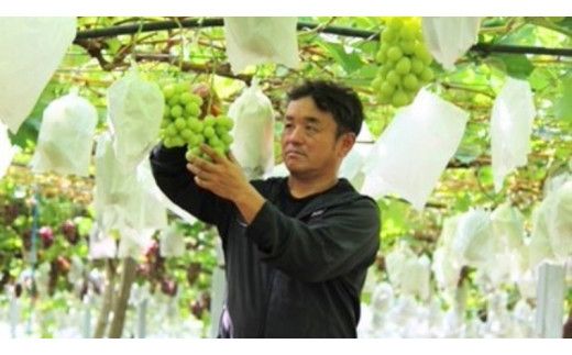 《 先行予約 》 シャインマスカット 2～3房 ( 約 1.5kg )  贈答用 【2026年8月下旬頃発送開始】 ( 共通返礼品：下妻市 )フルーツ 果物 マスカット ぶどう 葡萄 ブドウ 旬 国産 産地直送 化粧箱 ギフト 【石﨑ぶどう園】 [DT002us]