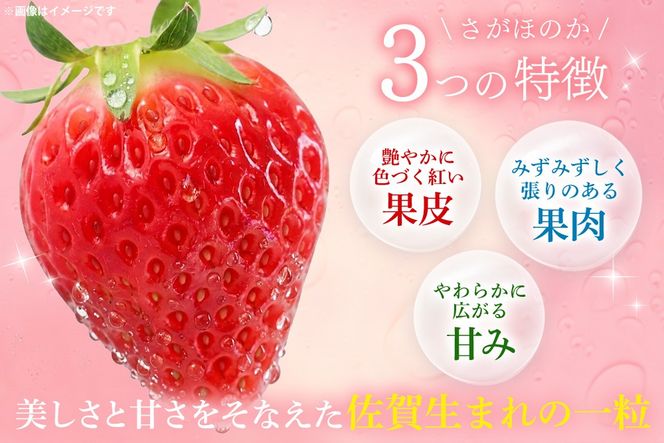 【2027年1月中旬より発送開始】苺(さがほのか・いちごさん)各2パック【果物 くだもの フルーツ イチゴ 佐賀】(H116136)
