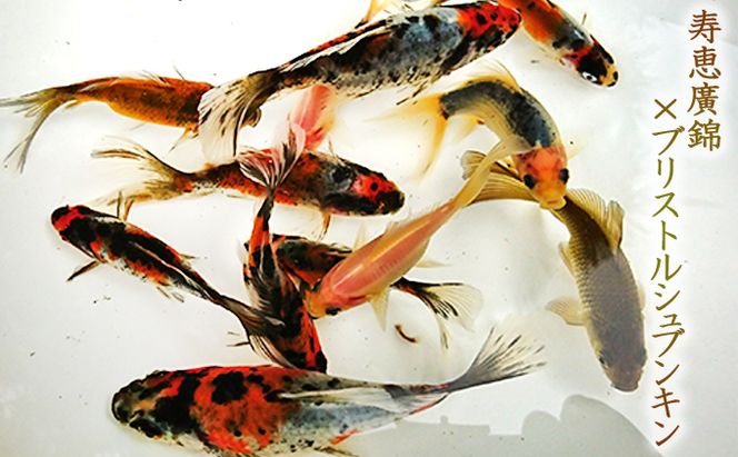 希少種！長物4種5匹セット 生き物 