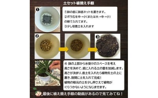 E101 培養土　【植え替え土セット】　観葉植物の土　4号