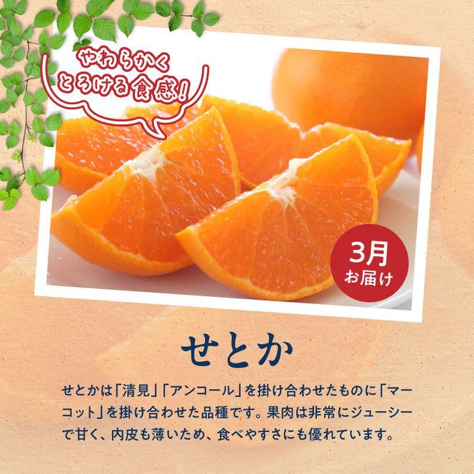 G60-T98_【発送月固定定期便】紀州和歌山産旬のご家庭用柑橘セット(みかん・不知火・せとか・清見)全4回