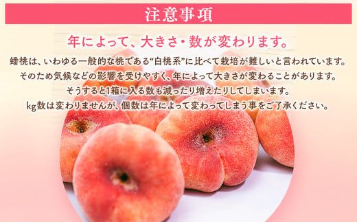 ◆2026年夏発送◆＜ 蟠桃・約2kg ＞ ※離島への配送不可 ※2026年7月中旬頃～8月下旬頃までに順次発送｜先行予約 予約 数量限定 桃 もも モモ 果物 くだもの フルーツ 詰め合わせ 福島 ふくしま