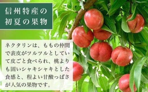 サマークリスタル 約2.6kg ［おぶせファーマーズ］先行予約 ネクタリン 果物 フルーツ 冷蔵便 クール便 長野県産 信州産 令和7年産【2025年7月中旬〜8月上旬発送】［F-20］