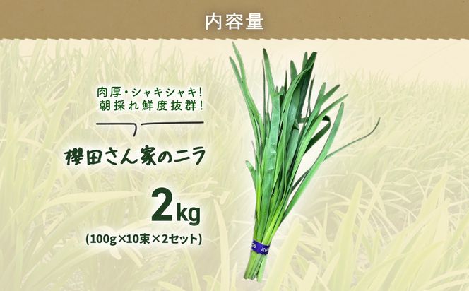 【先行予約】【12月から発送】肉厚・シャキシャキ! 朝採れ鮮度抜群! 櫻田さん家のニラ 2kg(100g×10束×2セット) SMCS002