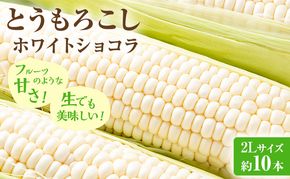【2026年発送】富良野産 とうもろこし ホワイトコーン 約10本 コーン とうきび トウモロコシ ホワイトショコラ 2Lサイズ 野菜 甘い BBQ 北海道 富良野 ふらの