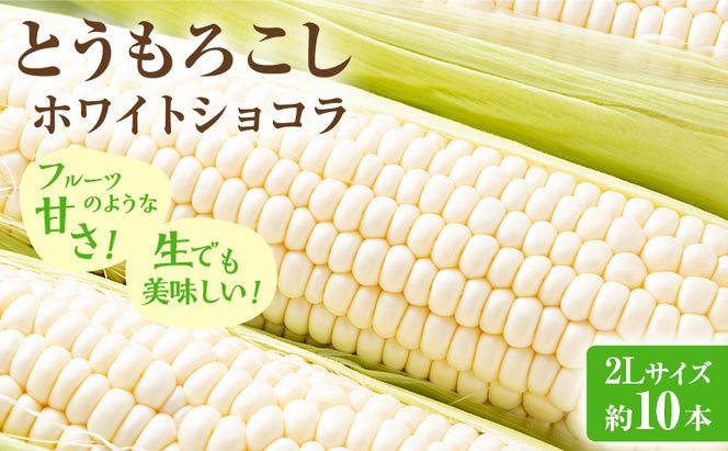 【2026年発送】富良野産 とうもろこし ホワイトコーン 約10本 コーン とうきび トウモロコシ ホワイトショコラ 2Lサイズ 野菜 甘い BBQ 北海道 富良野 ふらの