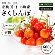 2027年発送 北海道 仁木町産 さくらんぼ 南陽 600g（300g×2パック）初夏 夏 味覚 デザート おやつ  サクランボ チェリー フルーツ 果物 果物類  仁木町 仁木 [JA新おたる]