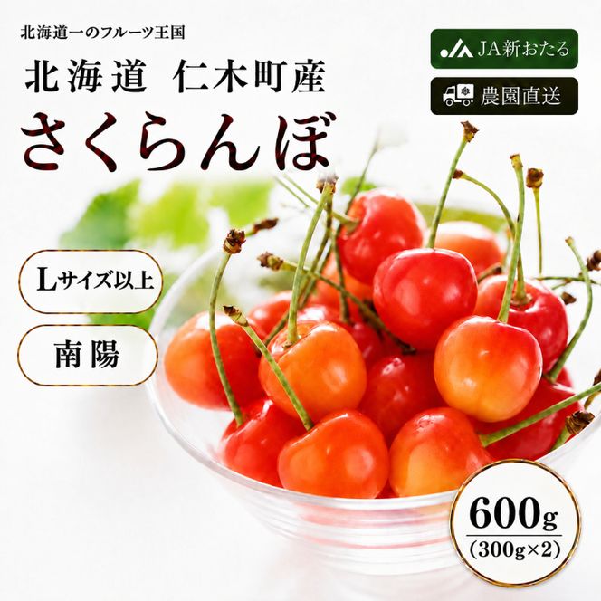 2027年発送 北海道 仁木町産 さくらんぼ 南陽 600g（300g×2パック）初夏 夏 味覚 デザート おやつ  サクランボ チェリー フルーツ 果物 果物類  仁木町 仁木 [JA新おたる]