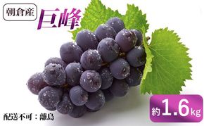 ぶどう 巨峰 朝倉産 約1.6kg 配送不可 離島 果物類 フルーツ 