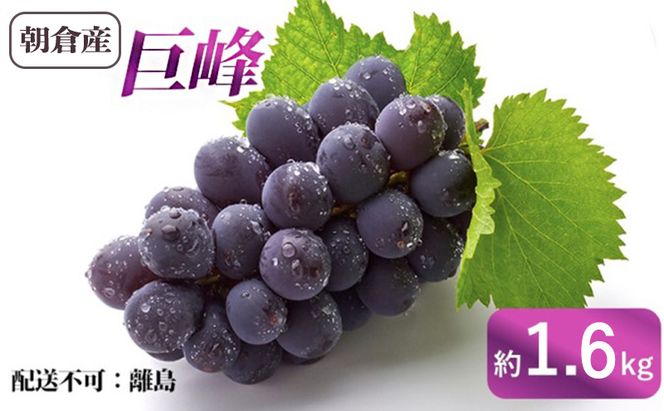 ぶどう 巨峰 朝倉産 約1.6kg 配送不可 離島 果物類 フルーツ 