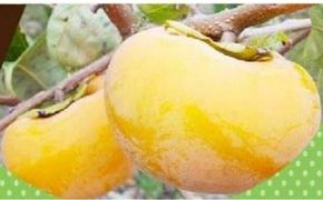 1258.【先行予約】輝太郎柿　赤秀3kg（7～10玉） 313726_BN026