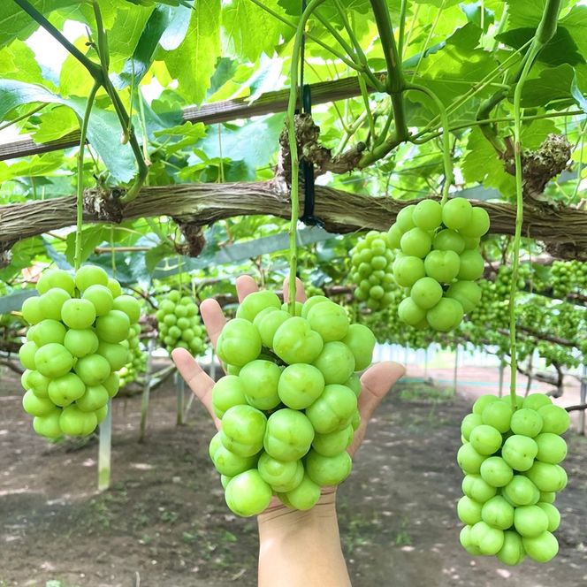 2026年 早期受付 ぶどう 瀬戸ジャイアンツ 3～5房 約2kg 岡山県高梁市産 うめづぶどう園 化粧箱入り 葡萄 ブドウ 訳あり