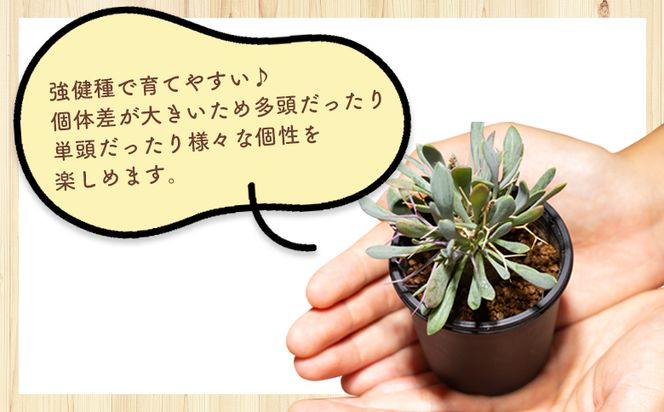 塊根植物 ユーフォルビオイデス オトンナ 塊根植物 植物 黒鬼城 オトンナ属 強健種 インテリア ナチュラル 自然 グリーン 観葉植物 おしゃれ 癒し かわいい 多肉植物  サキュレントフィールド Succulent field 高知県 香南市 常温 cc-0003