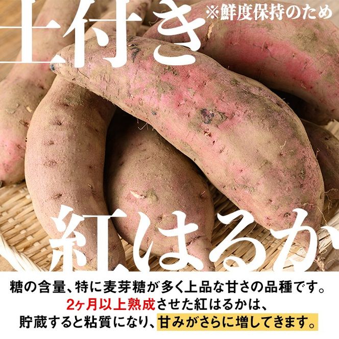 isa878 《訳あり》熟成紅はるか(約15kg・SS～LLサイズ混合) 訳あり さつまいも 紅はるか 鹿児島 生芋 完熟 長期熟成 土付き べにはるか サツマイモ 焼き芋に 【いさ工房】