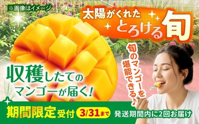 【全2回】太陽の恵み マンゴーご褒美便 (総4kg) マンゴー 2026 沖縄 果物 フルーツ ギフト 沖縄市 / 仲村農園[BCZZ053]