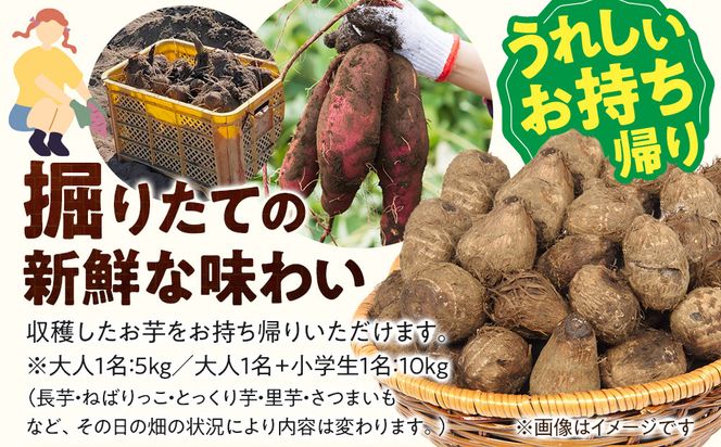 1285.【要予約 親子用（大人1名様+小学生1名様）】北栄町 お芋収穫体験　長芋・ねばりっこ・とっくり芋・里芋・さつまいも　掘ったお芋5kg×2名様分付き 313726_BW022