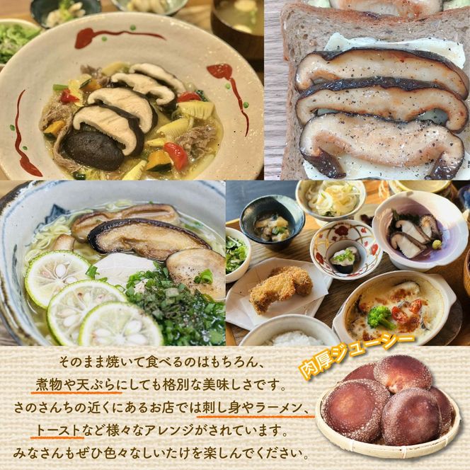 訳あり 生 しいたけ 富富（とむとむ）約1kg さのさんち 椎茸 シイタケ 肉厚 ジューシー きのこ 静岡県 藤枝市 人気 野菜 旬 安心 安全 JGAP認証農場