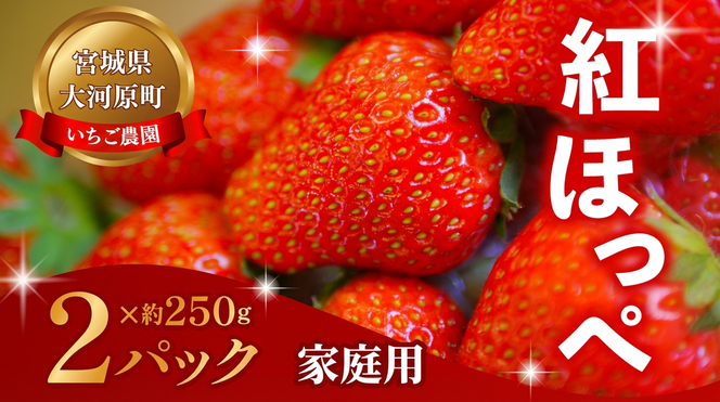 大河原町のいちご 完熟いちご 2パック 果物 フルーツ 苺 紅ほっぺ かおり みずみずしい ジューシー 期間限定 季節限定 家庭用