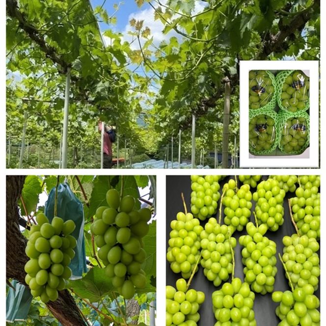 2026年 早期受付 ぶどう ギフトお徳用 シャインマスカット 2kg以上(3～5房) 数量限定 岡山県 高梁市産