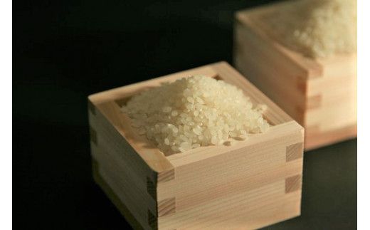 【新米　先行予約】令和8年産近江米　コシヒカリ 白米【10kg（5kg×2袋）】【V023W】