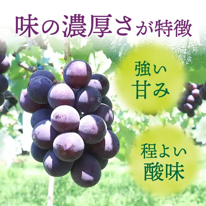 種無し巨峰 約4kg（約10房） 2026年 先行予約 種なしぶどう ［098O04］