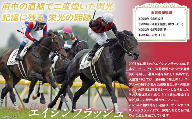 【エイシンフラッシュ】(グレー）プルオーバーパーカー裏起毛_Mサイズ BRTV027-2