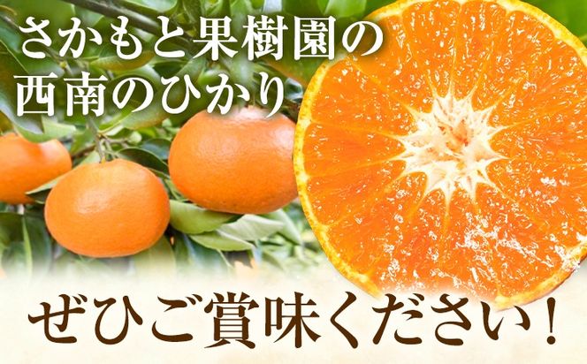 西南のひかり 約5kg さかもと果樹園《12月中旬-12月末頃出荷》熊本県 玉名郡 玉東町 みかん 柑橘 フルーツ 果物 ご家庭用 サイズミックス---gkt_skm_6_5kg---
