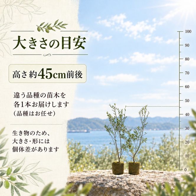 オリーブ 苗木 オリーブの木 2本 セット 高さ45cm前後 小豆島産 小豆島 2品種 異なる品種 受粉 実がなる 果樹 観葉植物 シンボルツリー 庭木 植木 鉢植え 地植え ガーデニング インテリア 記念樹 新築祝い 引越し祝い 贈り物 ギフト 香川県 土庄町