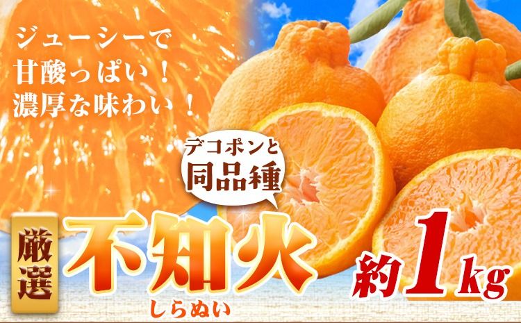 プリッと濃厚!!旬を厳選 不知火 デコポン 同品種 みかん 約1kg+250g(傷み補償) 池田鹿蔵農園 [2026年2月上旬-3月末頃より出荷予定]和歌山県 日高町 送料無料 しらぬい でこぽん 濃厚 厳選みかん 厳選デコポン 傷み補償分付き[配送不可地域あり]---wsh_idn330_2j3m_25_8000_1kg---