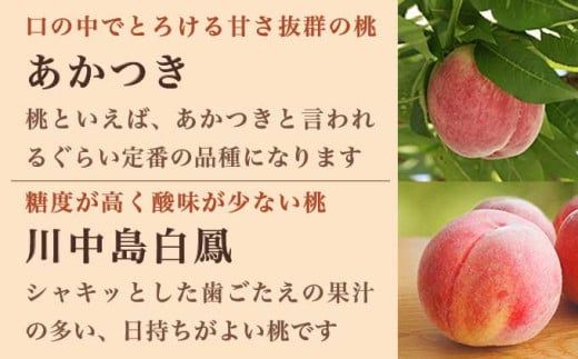 旬の白桃 約900g 約2kg 約3kg 選べる内容量 ［小布施屋］ 長野県産 白桃 もも モモ フルーツ 果物 期間限定 数量限定 長野県産 信州産 クール便 冷蔵便 たまき なつき あかつき 川中島白鳳 川中島白桃など 先行予約 2026 令和8年産 【2026年7月上旬～9月中旬発送】
