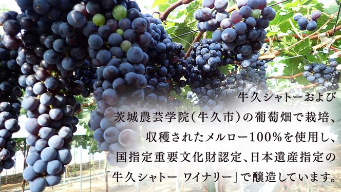 牛久葡萄酒 メルロー 2025 ( 赤 ) 750ml 1本 【数量限定】 【日本ワイナリーアワード三ッ星受賞】 牛久シャトー 日本ワイナリーアワード 三ッ星 3つ星 受賞ワイナリー 赤ワイン 国産ぶどう 葡萄 贈り物 ライトボディ 日本ワイン 茨城農芸学院 わいん