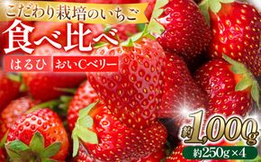 こだわり栽培 いちご 【食べ比べ】 約1kg はるひ＆おいCベリー（各2パック）【2026年1月～2026年4月末までお届け】 232238_DS008