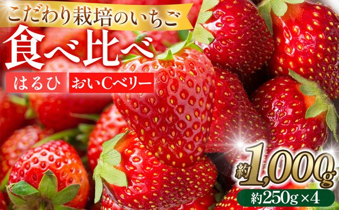 こだわり栽培 いちご 【食べ比べ】 約1kg はるひ＆おいCベリー（各2パック）【2026年1月～2026年4月末までお届け】 232238_DS008